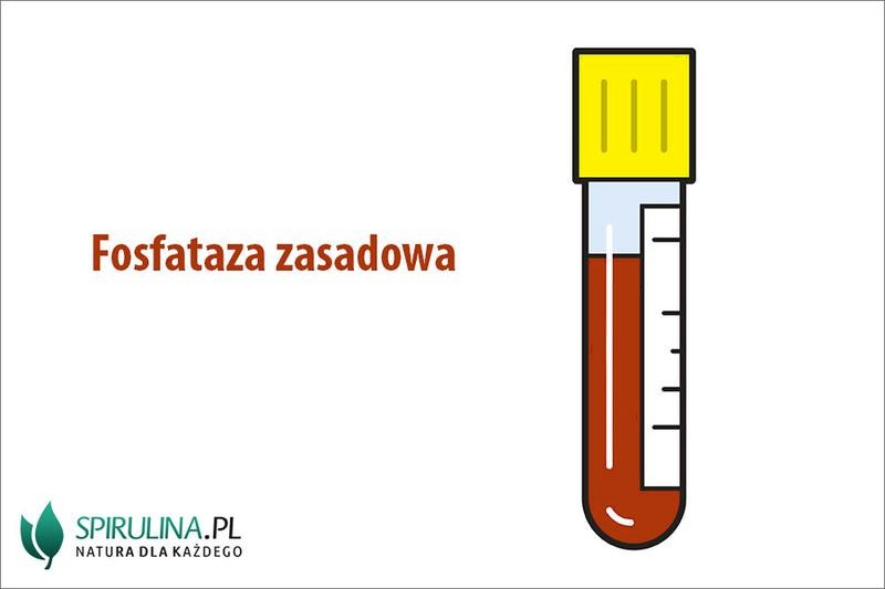 ALP we krwi – jak interpretować wynik fosfatazy zasadowej?