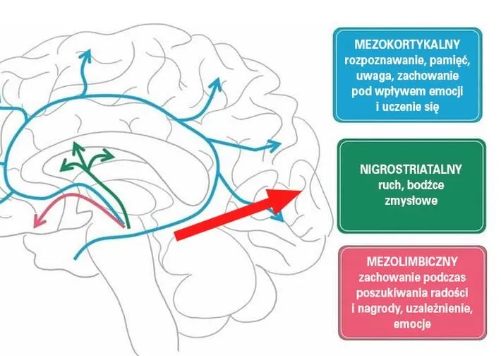 Dopamina – co robi w mózgu i dlaczego nie jest tylko hormonem szczęścia?