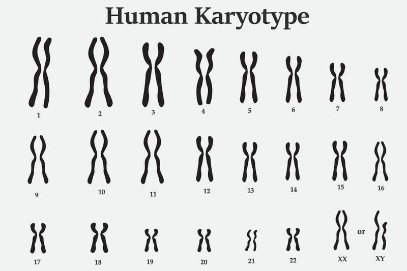Kariotyp – jak czytać wynik i co ujawnia badanie chromosomów?