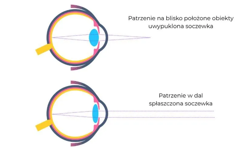Ostrość widzenia z bliska i daleka – jak działa akomodacja oka?