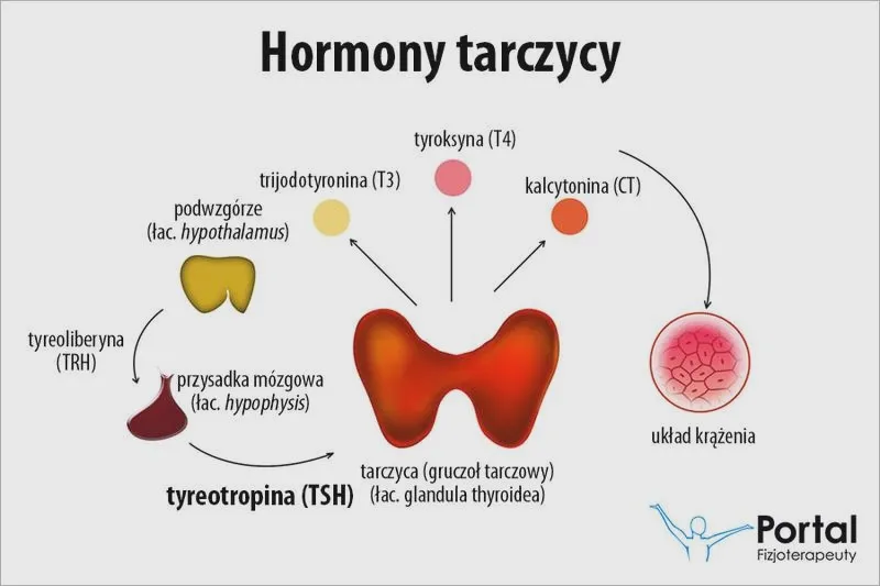 TSH a zdrowa tarczyca: jak interpretować wyniki i normy?