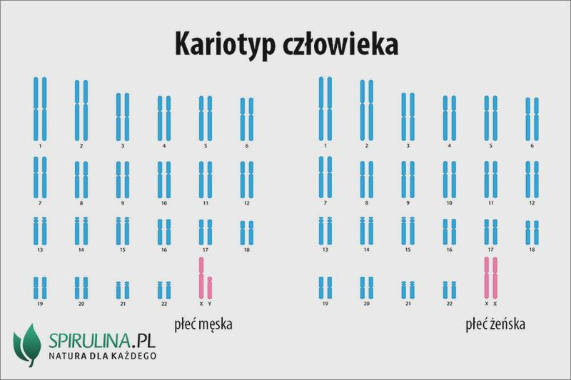 Analiza chromosomów