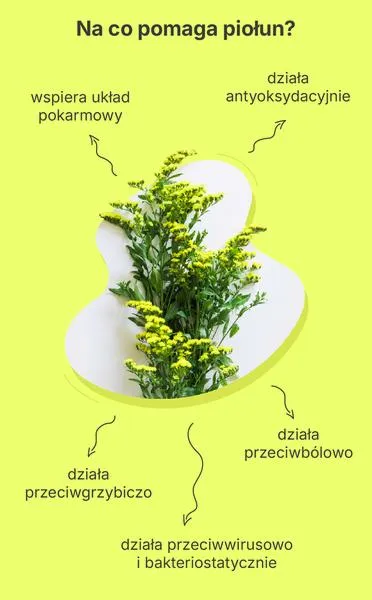 Dawkowanie piołunu