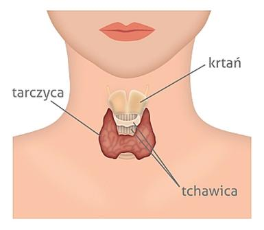 Dieta dla tarczycy