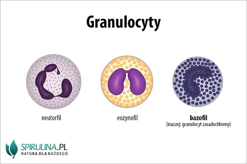 Granulocyty zasadochłonne