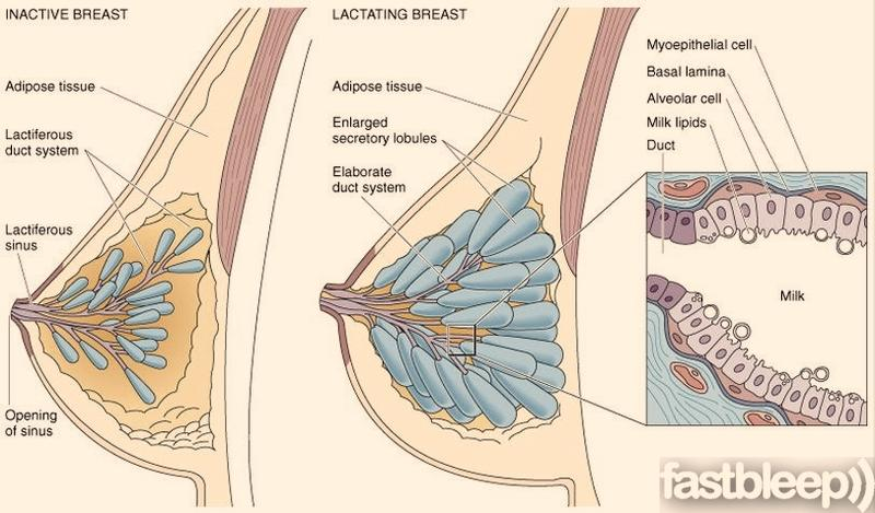 Laktacja a cykl menstruacyjny