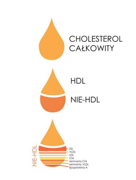 Normy cholesterolu