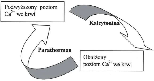 Parathormon interpretacja wyników