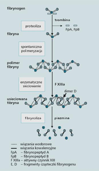 Podwyższone D-dimery