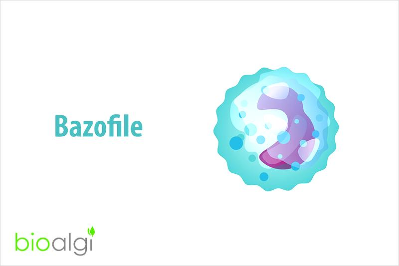 Poziom bazofili