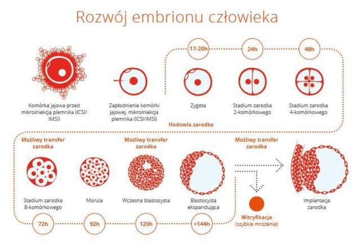 Rozwój zarodka
